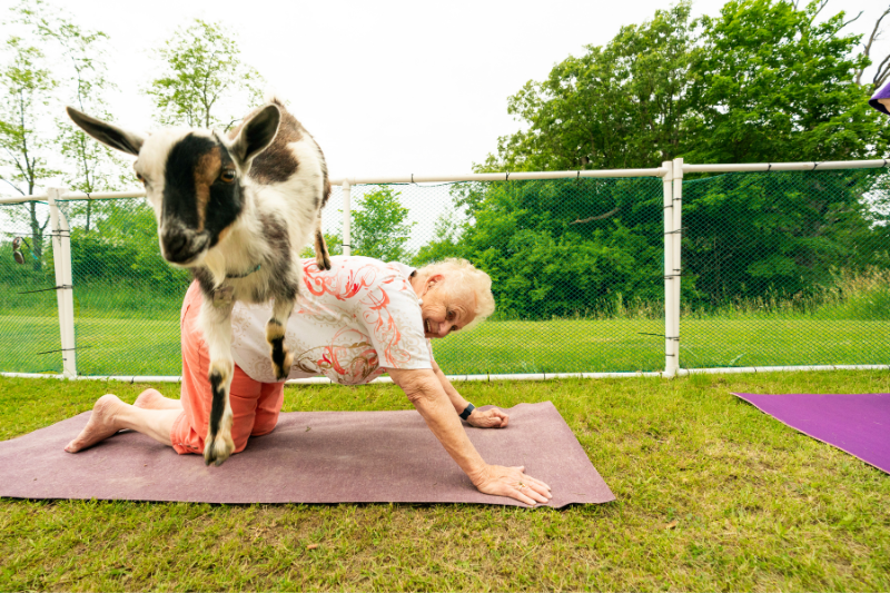 How to do yoga with goats Find it here