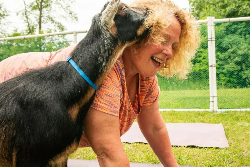 How to do yoga with goats Find it