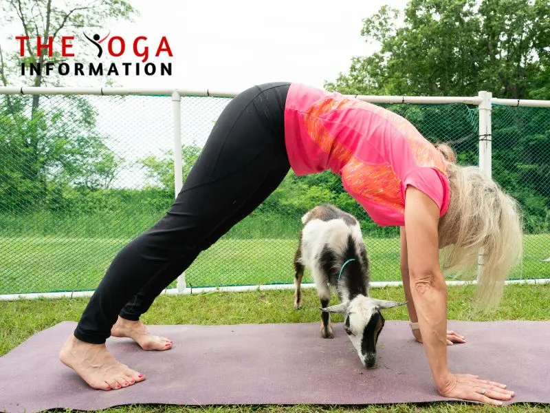 benefits of goat yoga