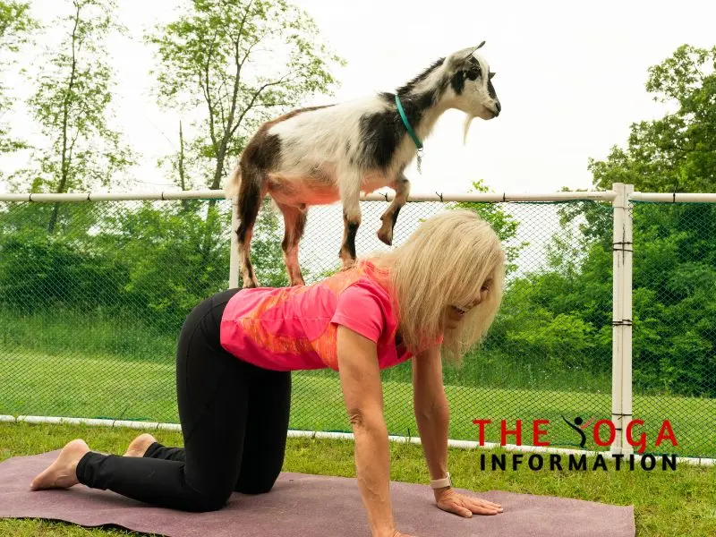 Social Benefits of Goat Yoga