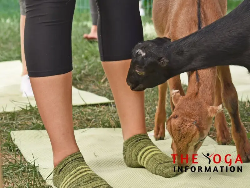 Therapeutic Benefits of Goat Yoga